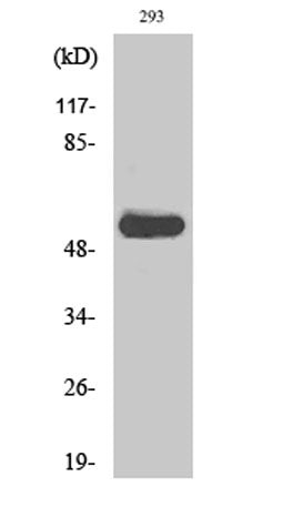 c-Src (phospho Tyr419) rabbit pAb – Figure 1 of 2