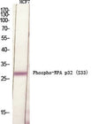 Western Blot analysis of various cells using Phospho-RPA p32 (S33) Polyclonal Antibody diluted at 1:500 cells nucleus extracted by Minute TM Cytoplasmic and Nuclear Fractionation kit