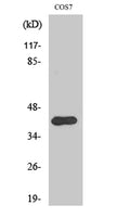 Western Blot analysis of various cells using Phospho-Crk II (Y221) Polyclonal Antibody