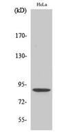 Western Blot analysis of various cells using Phospho-Stat5 (S726/731) Polyclonal Antibody diluted at 1:500