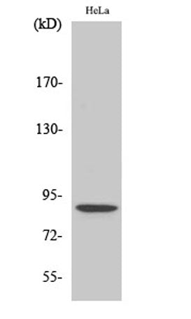 Western Blot analysis of various cells using Phospho-Stat5 (S726/731) Polyclonal Antibody diluted at 1:500