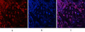 Immunofluorescence analysis of human-lung tissue.