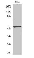 Western Blot analysis of various cells using Phospho-MEF-2 (S408) Polyclonal Antibody cells nucleus extracted by Minute TM Cytoplasmic and Nuclear Fractionation kit (SC-003,Inventbiotech,MN,USA).