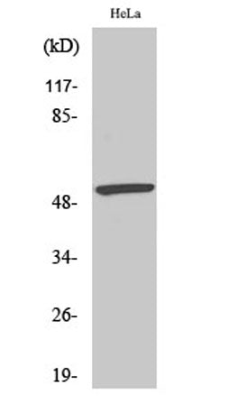 Western Blot analysis of various cells using Phospho-MEF-2 (S408) Polyclonal Antibody cells nucleus extracted by Minute TM Cytoplasmic and Nuclear Fractionation kit (SC-003,Inventbiotech,MN,USA).