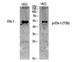 Western Blot analysis of various cells using Phospho-Ets-1 (T38) Polyclonal Antibody cells nucleus extracted by Minute TM Cytoplasmic and Nuclear Fractionation kit (SC-003,Inventbiotech,MN,USA).