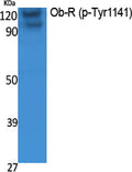 Western Blot analysis of extracts from K562 cells, using Phospho-Ob-R (Y1141) Polyclonal Antibody.