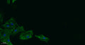 Immunofluorescence analysis of A549.