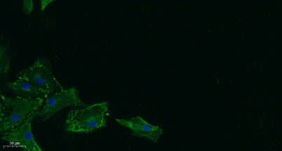 Immunofluorescence analysis of A549.