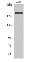 Western Blot analysis of various cells using 53BP1 Polyclonal Antibody diluted at 1:2000