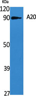 Western Blot analysis of various cells using A20 Polyclonal Antibody