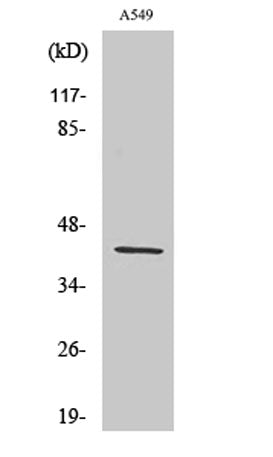 Western Blot analysis of various cells using AARSD1 Polyclonal Antibody