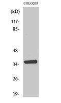 AASD-PPT rabbit pAb – Figure 1 of 3