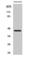 ABHD12 rabbit pAb – Figure 1 of 3