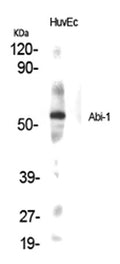 Western Blot analysis of various cells using Abi-1 Polyclonal Antibody
