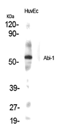 Western Blot analysis of various cells using Abi-1 Polyclonal Antibody