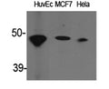 Western Blot analysis of various cells using ACAT-1 Polyclonal Antibody