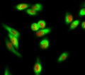 Immunofluorescence analysis of Hela cell.