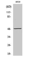 Western Blot analysis of various cells using ANKT Polyclonal Antibody