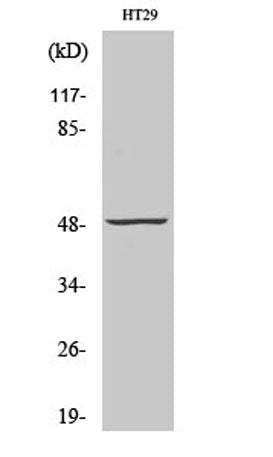 Western Blot analysis of various cells using ANKT Polyclonal Antibody