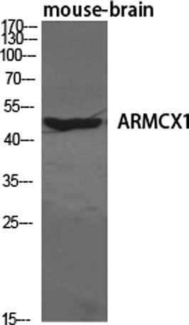 ARMCX1 rabbit pAb – Figure 1 of 4