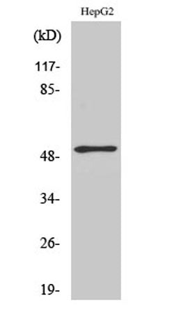 ATF-2 rabbit pAb – Figure 1 of 3