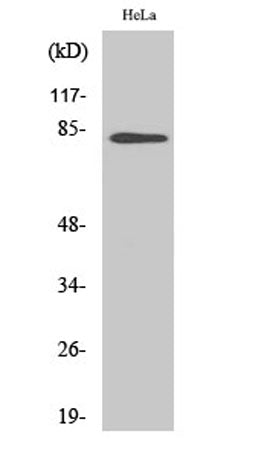 Western Blot analysis of various cells using BACH1 Polyclonal Antibody