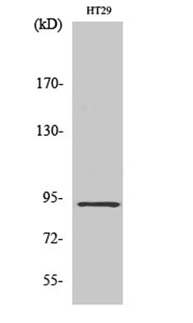 Western Blot analysis of various cells using CAGE-1 Polyclonal Antibody diluted at 1:2000