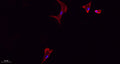 CD284 rabbit pAb – Figure 1 of 4