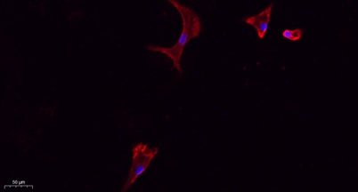 CD284 rabbit pAb – Figure 1 of 4