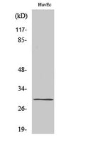 Western Blot analysis of various cells using CD70 Polyclonal Antibody diluted at 1:2000