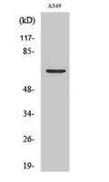 Western Blot analysis of various cells using Chr-A Polyclonal Antibody