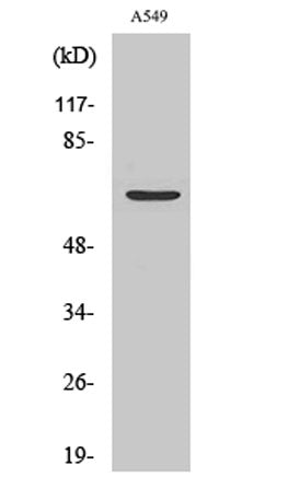 Western Blot analysis of various cells using Chr-A Polyclonal Antibody