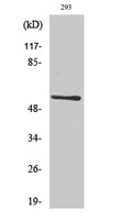 Western Blot analysis of various cells using CLK1 Polyclonal Antibody diluted at 1:500 cells nucleus extracted by Minute TM Cytoplasmic and Nuclear Fractionation kit (SC-003,Inventbiotech,MN,USA).