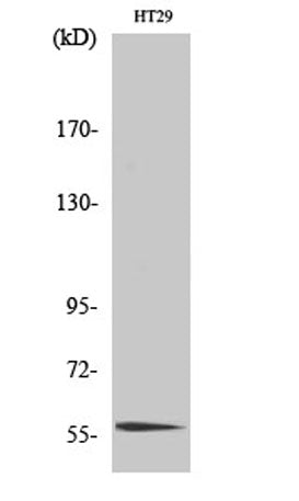 Western Blot analysis of various cells using CLK4 Polyclonal Antibody cells nucleus extracted by Minute TM Cytoplasmic and Nuclear Fractionation kit (SC-003,Inventbiotech,MN,USA).