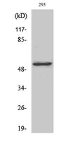 Western Blot analysis of various cells using COT Polyclonal Antibody