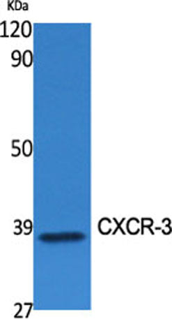 Western Blot analysis of various cells using CXCR-3 Polyclonal Antibody