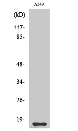 Western Blot analysis of various cells using Cystatin 11 Polyclonal Antibody