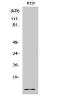 Western Blot analysis of various cells using Cystatin A Polyclonal Antibody