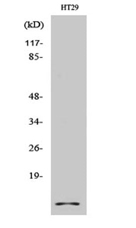 Western Blot analysis of various cells using Cystatin A Polyclonal Antibody