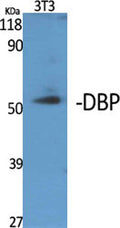 DBP rabbit pAb – Figure 1 of 2