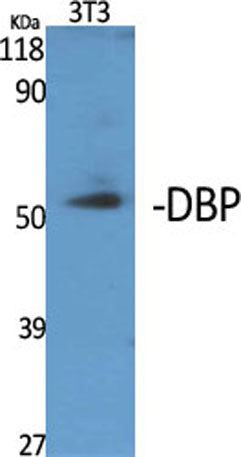 DBP rabbit pAb – Figure 1 of 2