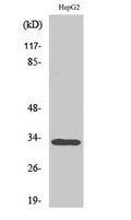 DcR3 rabbit pAb – Figure 1 of 4