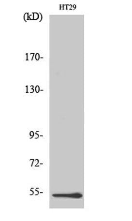 DDX19B rabbit pAb – Figure 1 of 4