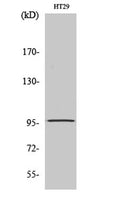 DMGDH rabbit pAb – Figure 1 of 4