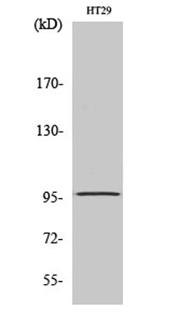 DMGDH rabbit pAb – Figure 1 of 4