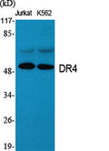 DR4 rabbit pAb – Figure 1 of 3
