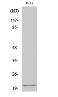 EID-1 rabbit pAb – Figure 1 of 4