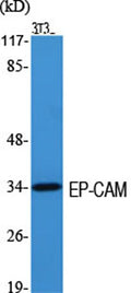 EP-CAM rabbit pAb – Figure 1 of 3