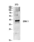 ERK 1 rabbit pAb – Figure 1 of 3