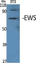 Western Blot analysis of various cells using EWS Polyclonal Antibody